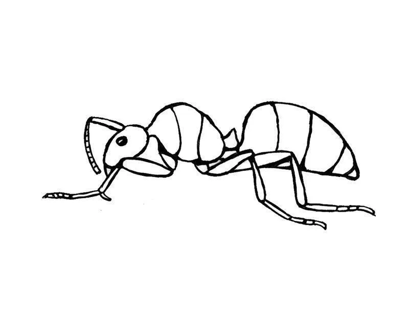 Ants Coloring Pages – 012