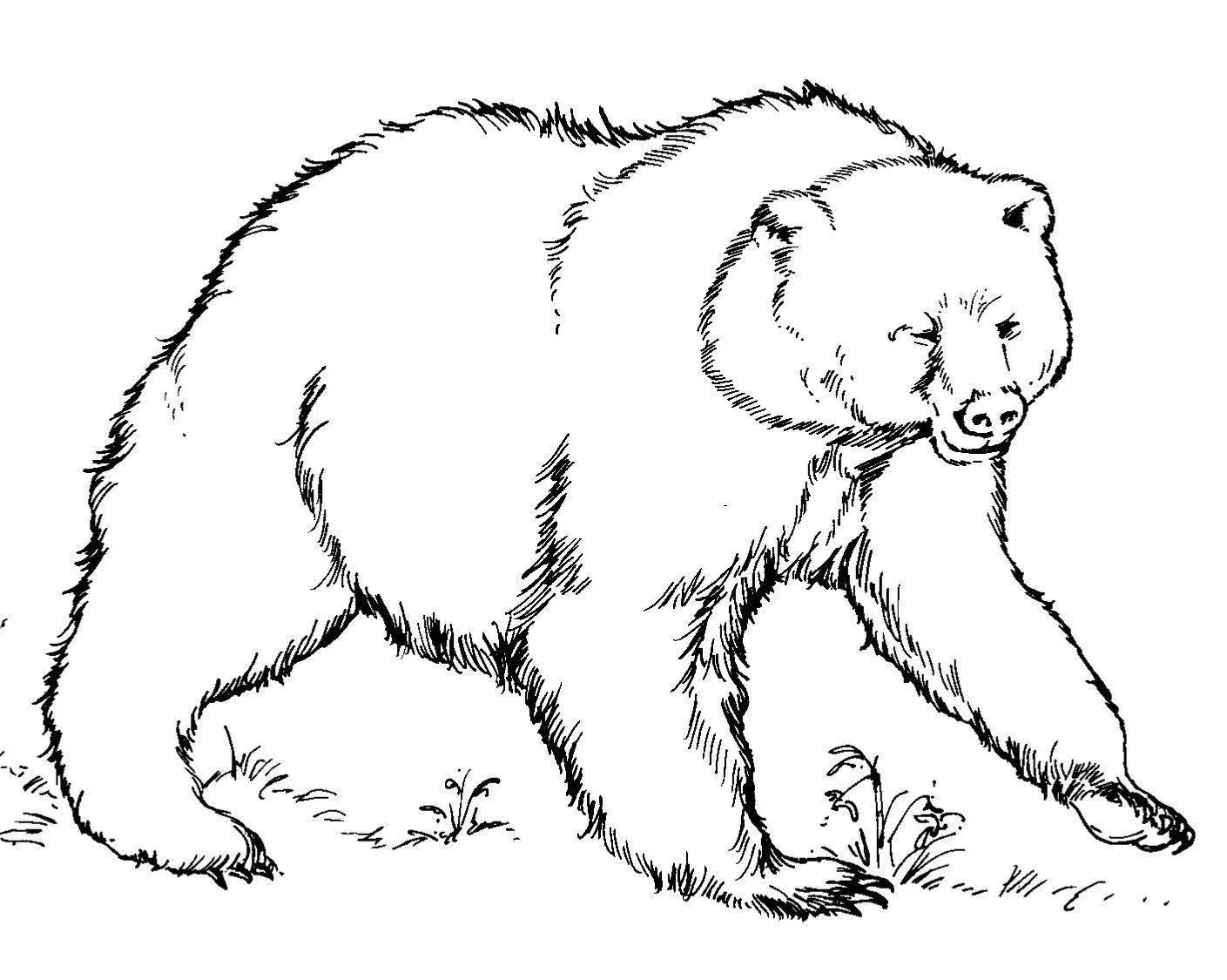 Bears Coloring Pages – 012