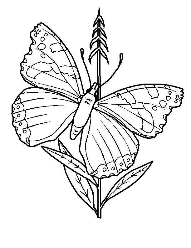 Butterflies Coloring Pages – 003