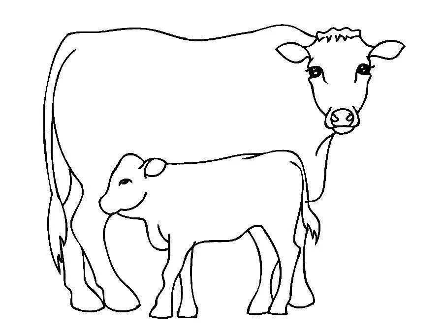 Cows Coloring Pages – 007