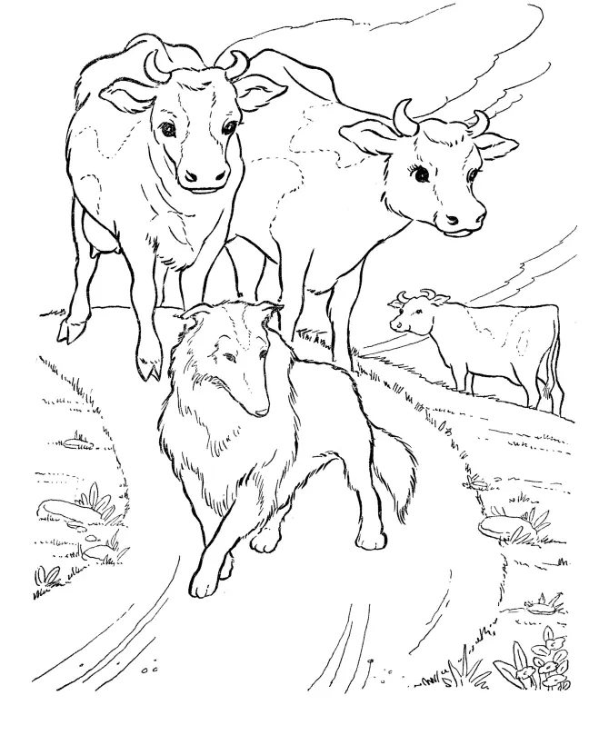 Cows Coloring Pages – 012