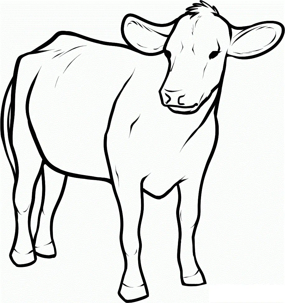 Cows Coloring Pages – 014