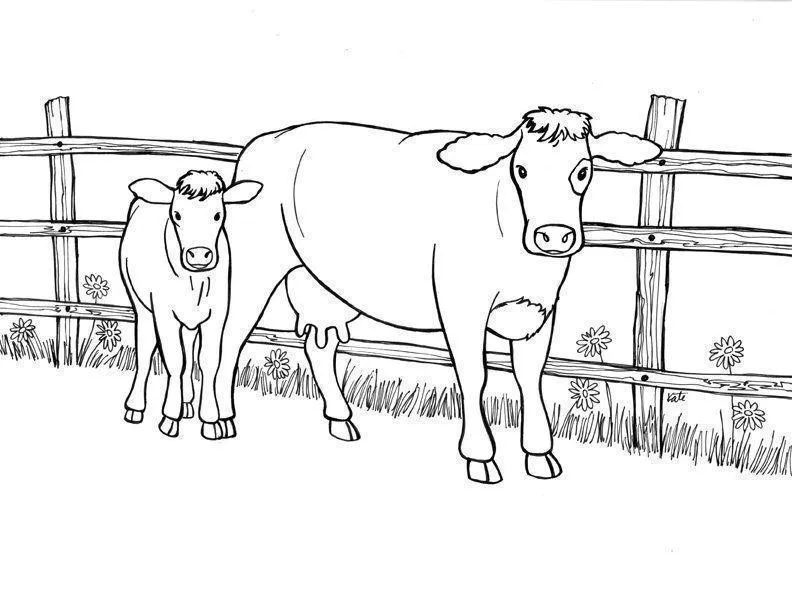 Cows Coloring Pages – 015