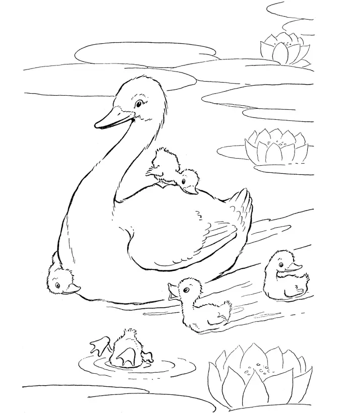 Ducklings Coloring Pages – 006