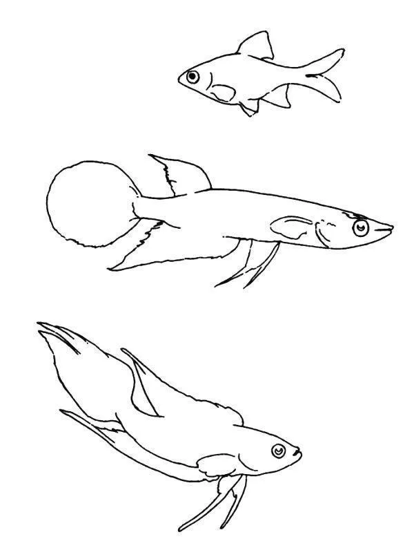 Fish Coloring Pages – 007