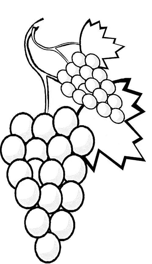 Fruits Coloring Pages – 006