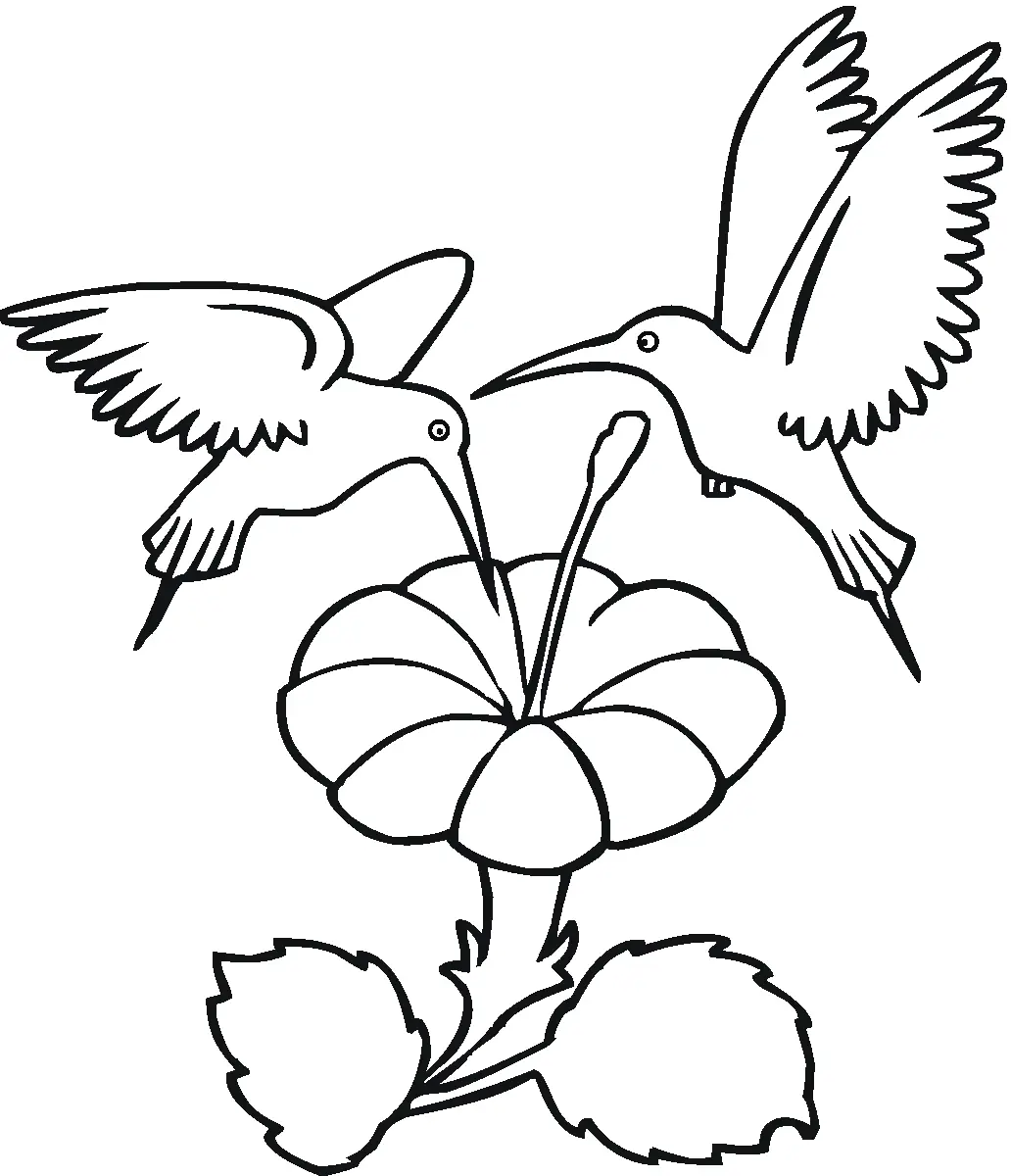 Hummingbird Coloring Pages – 002