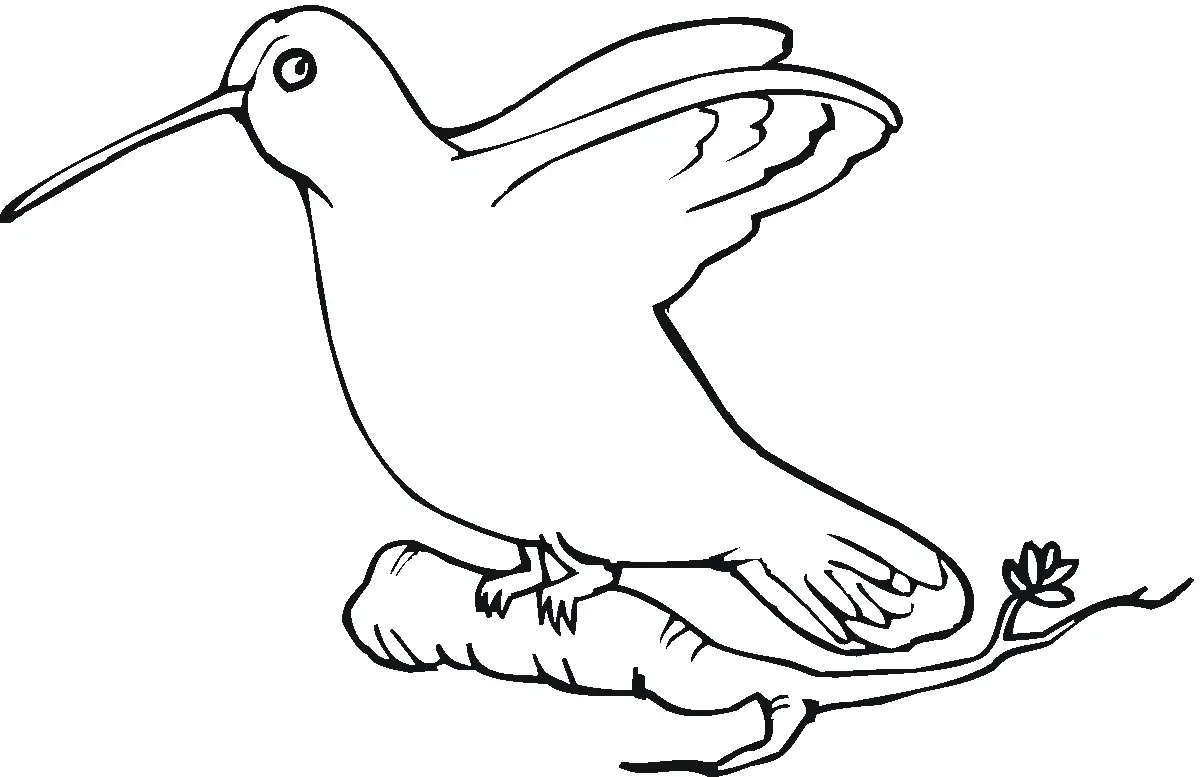 Hummingbird Coloring Pages – 003