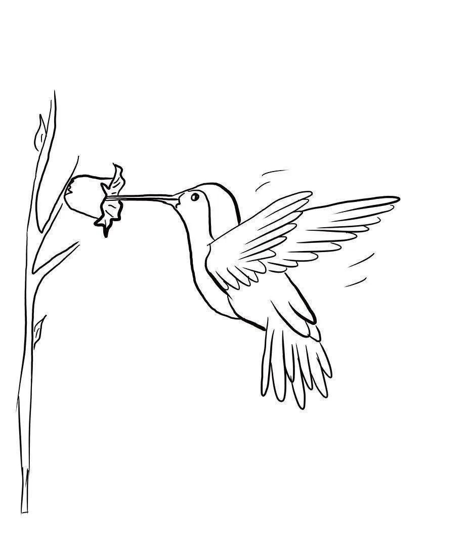 Hummingbird Coloring Pages – 006