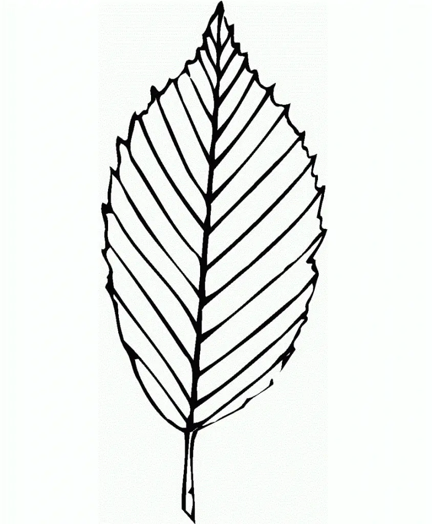 Leaves Coloring Pages – 008