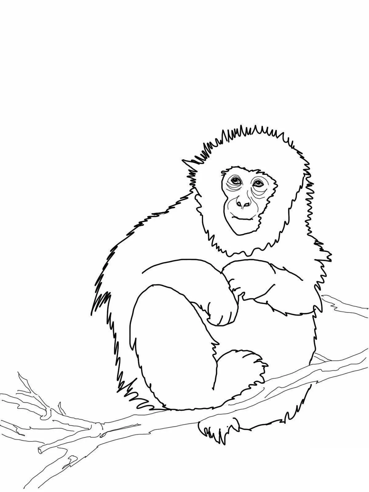 Monkeys Coloring Pages – 011