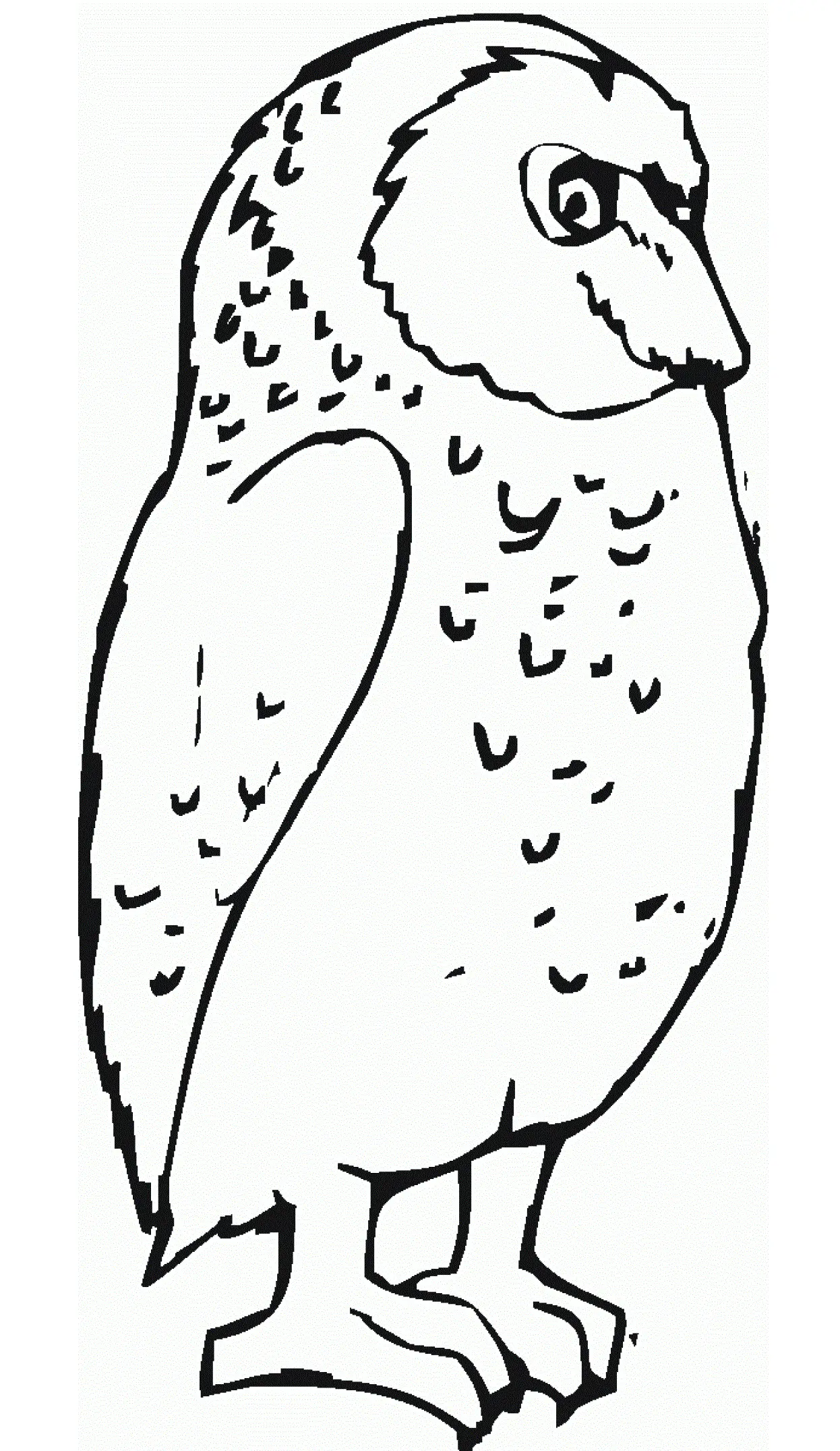 Owls Coloring Pages – 022