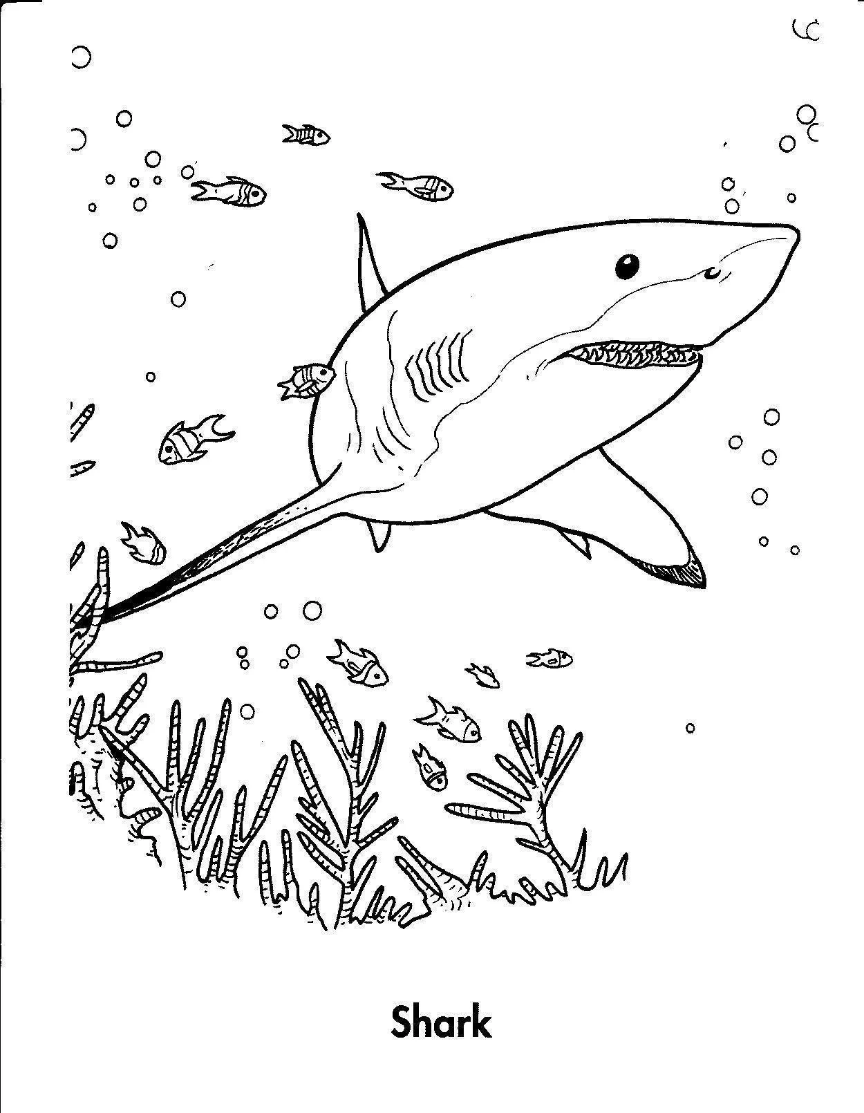 Sharks Coloring Pages – 022