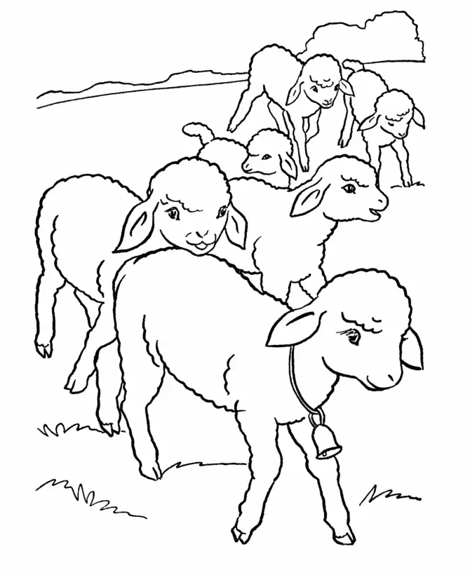 Sheep Coloring Pages – 006