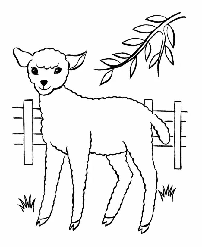 Sheep Coloring Pages – 013