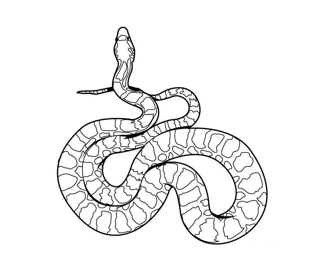 Snakes Coloring Pages – 003
