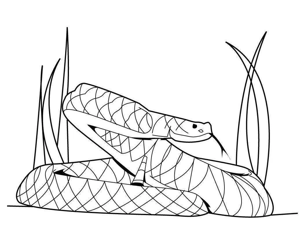 Snakes Coloring Pages – 005