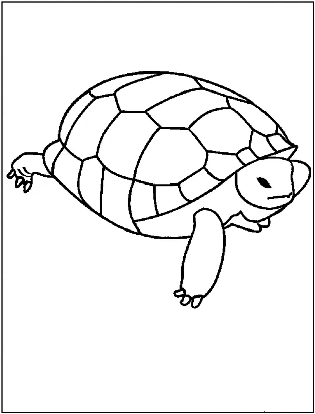 Turtles Coloring Pages – 007