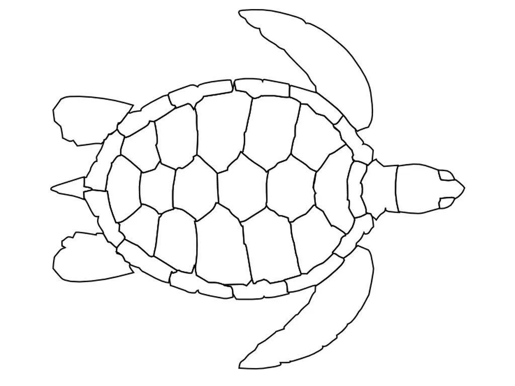 Turtles Coloring Pages – 013