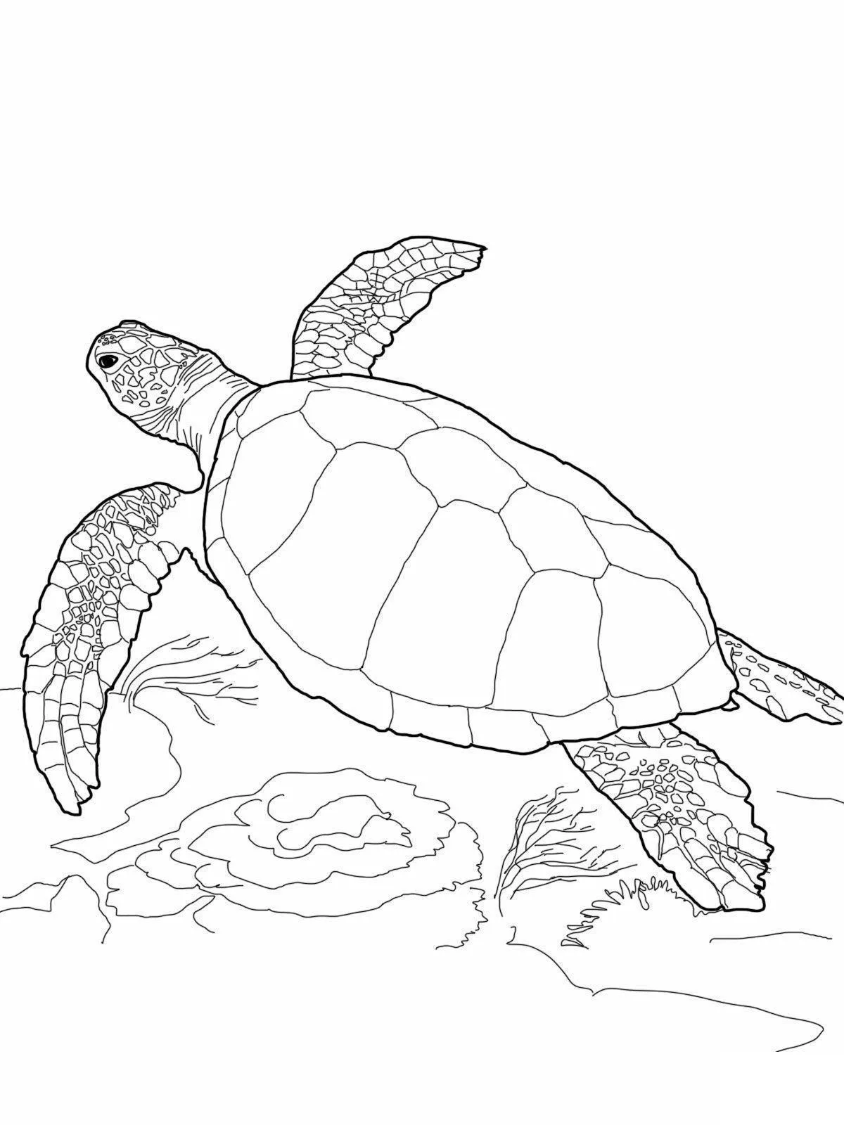 Turtles Coloring Pages – 018
